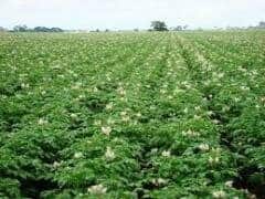 Студенты в Аргаяшском районе выращивают перспективные сорта картофеля