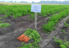 В Челябинской области начался сбор ранних овощных культур. ФОТО